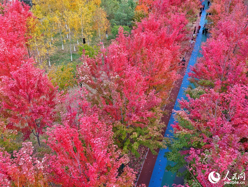 真っ赤に紅葉したカエデの下で秋を満?jiǎn)恕〖质￠L(zhǎng)春