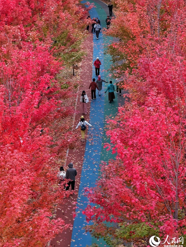 真っ赤に紅葉したカエデの下で秋を満喫　吉林省長春