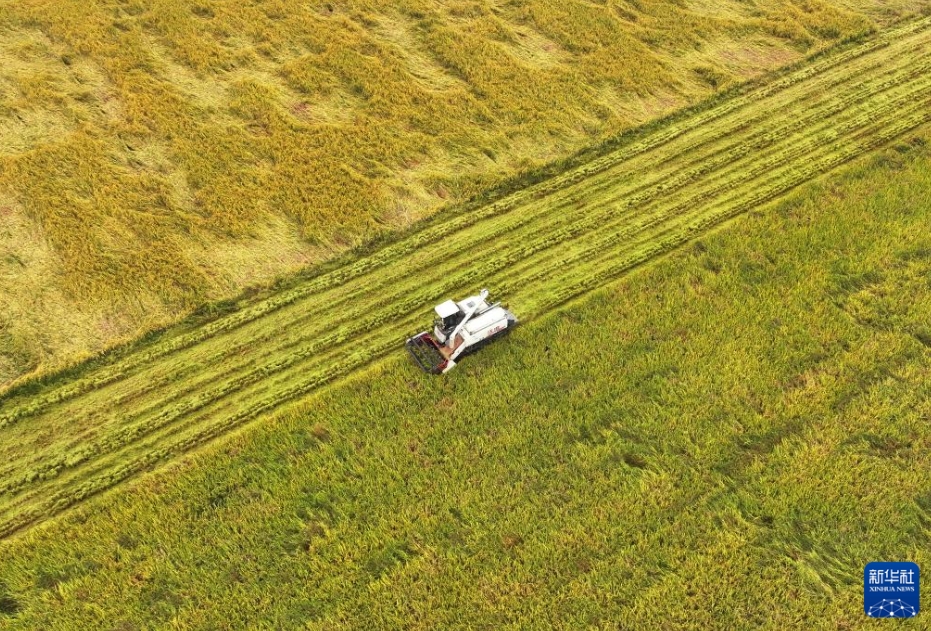 「霜降」を迎え、中國各地で農(nóng)作業(yè)のピーク到來