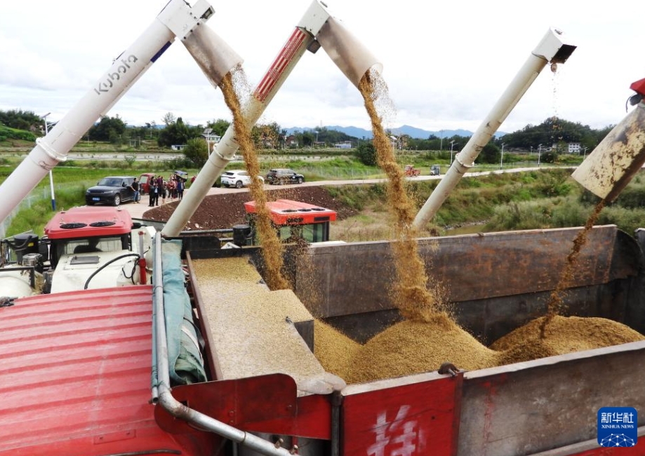 「霜降」を迎え、中國各地で農(nóng)作業(yè)のピーク到來