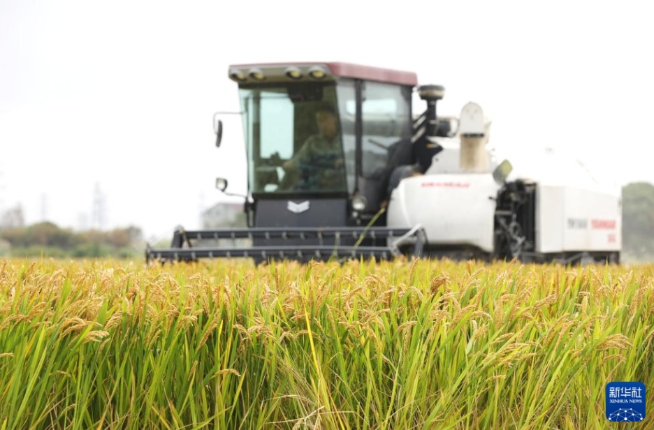 「霜降」を迎え、中國各地で農(nóng)作業(yè)のピーク到來