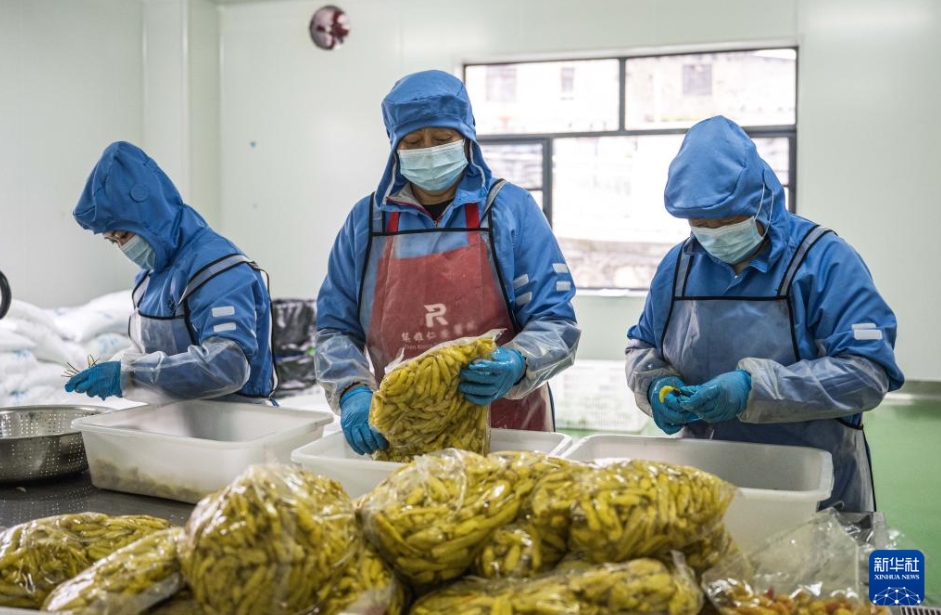 農(nóng)村振興を後押しする山間部の産業(yè)パーク　 雲(yún)南省鎮(zhèn)雄