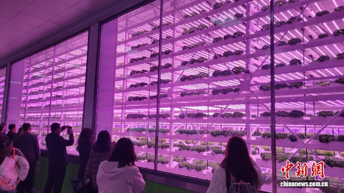 植物工場の內(nèi)部の様子。 撮影?呉西檬