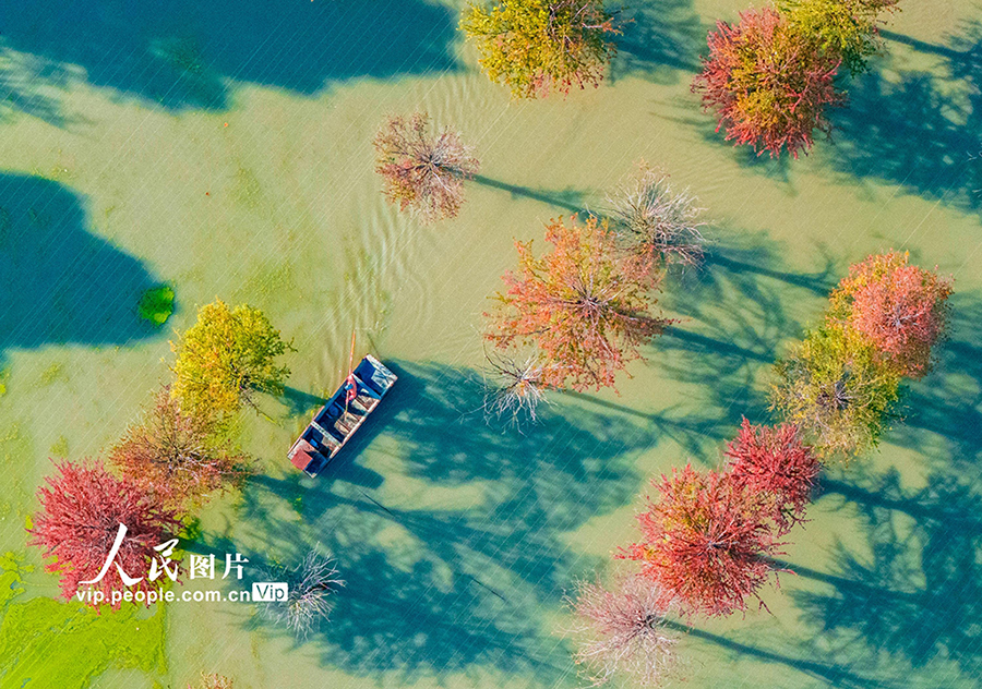 湖とメタセコイアの影が織りなす絶景　江蘇省泗洪