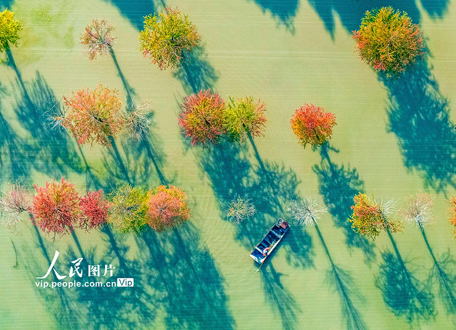 湖とメタセコイアの影が織りなす絶景　江蘇省泗洪