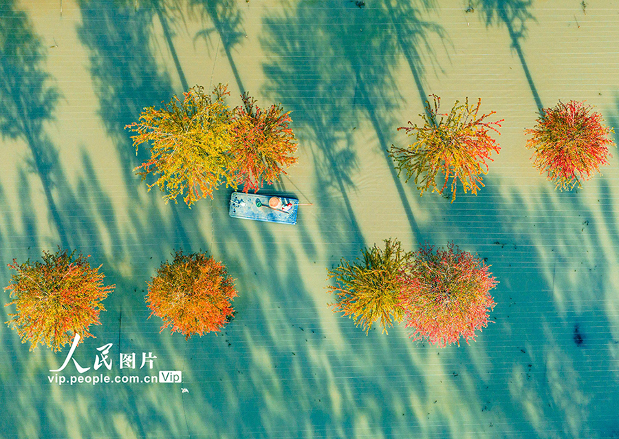 湖とメタセコイアの影が織りなす絶景　江蘇省泗洪