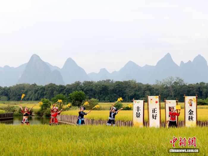 観光客を魅了する風(fēng)に揺れる稲穂　広西?柳城