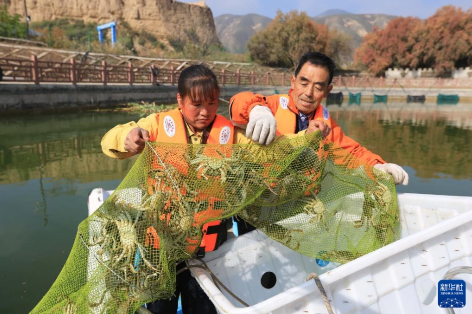 甘粛省定西市安定區(qū)魯家溝鎮(zhèn)で、上海ガニを水揚(yáng)げする作業(yè)員（10月27日撮影?王克賢）。