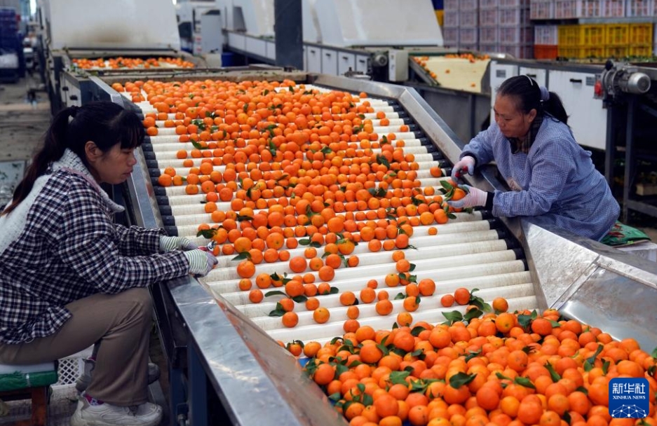 農(nóng)家の増収を後押しするミカン産業(yè)　雲(yún)南省華寧