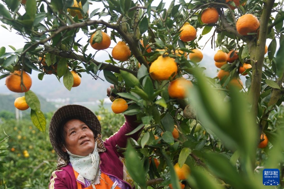 農(nóng)家の増収を後押しするミカン産業(yè)　雲(yún)南省華寧