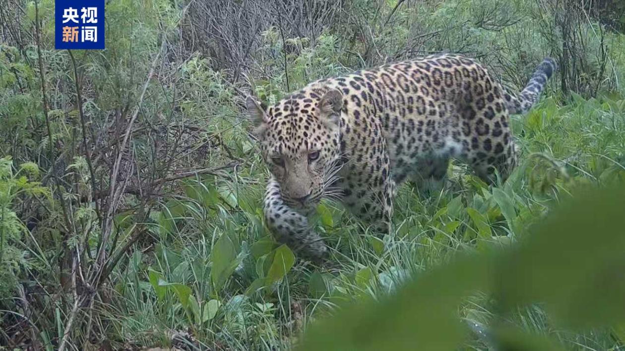 河北省で複數(shù)回にわたり赤外線カメラがキタシナヒョウを捉える