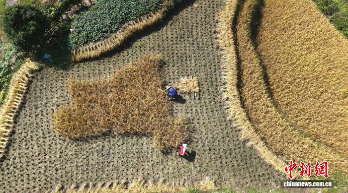 広西壯族自治區(qū)桂林市竜勝各族自治県の竜脊鎮(zhèn)が管轄する村の棚田で稲刈りをする村民（10月28日、ドローンによる撮影?潘志祥）。
