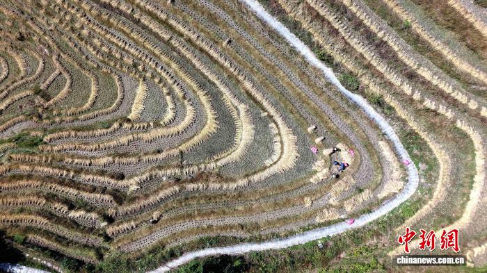稲刈りシーズン迎えた竜勝棚田　広西