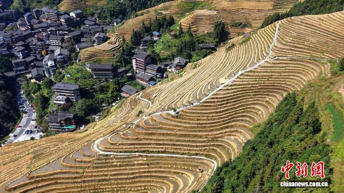 稲刈りシーズン迎えた竜勝棚田　広西