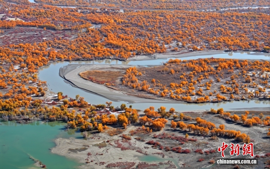 羅布淖爾國(guó)家濕地公園に広がるコトカケヤナギの絶景（撮影?確·胡熱）。