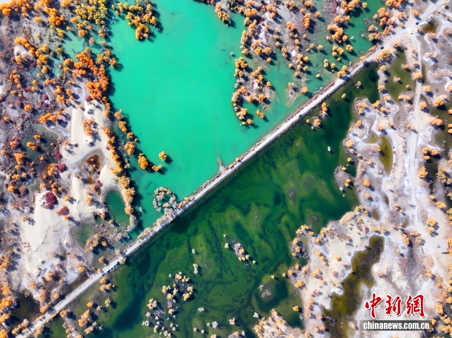 黃金色に染まったコトカケヤナギ林　新疆?尉犁県