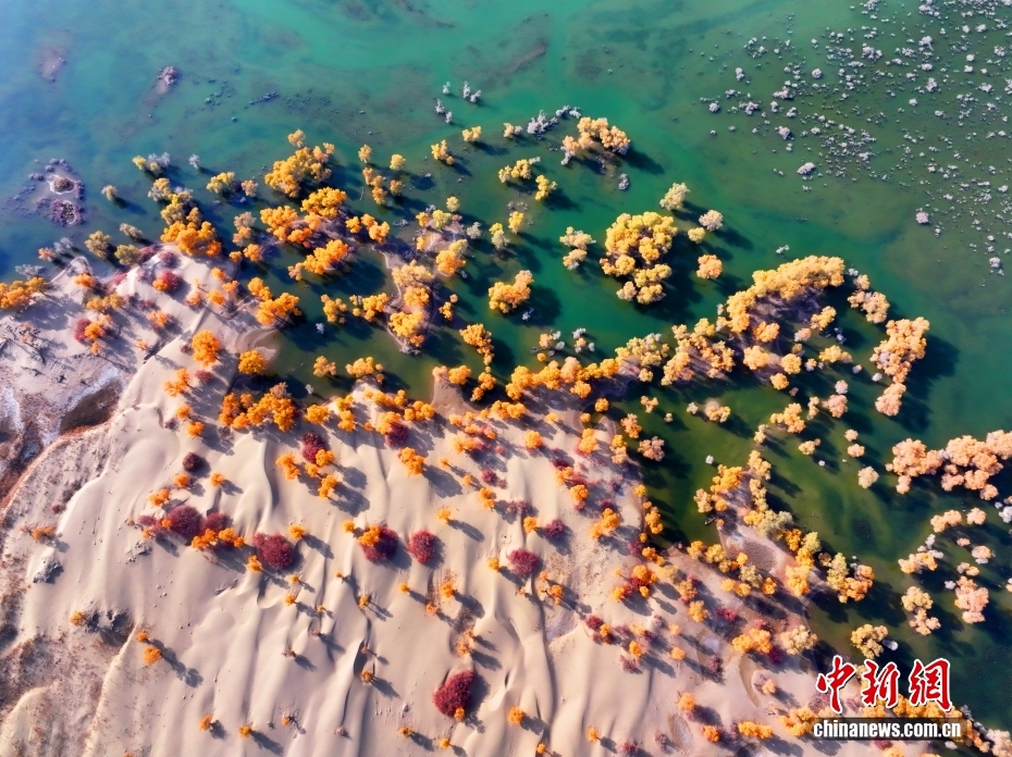 黃金色に染まったコトカケヤナギ林　新疆?尉犁県