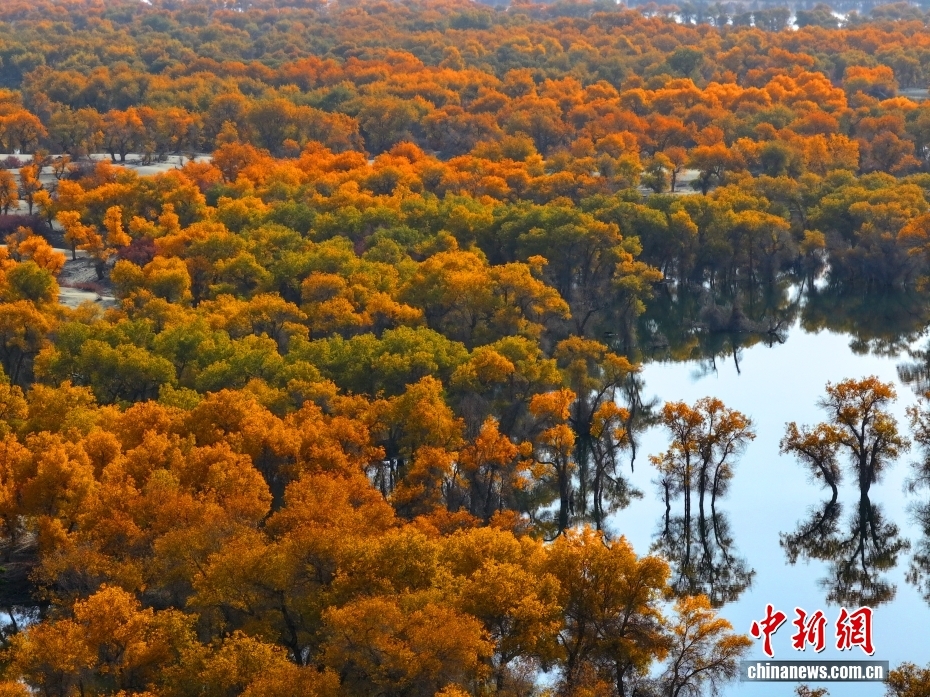 黃金色に染まったコトカケヤナギ林　新疆?尉犁県
