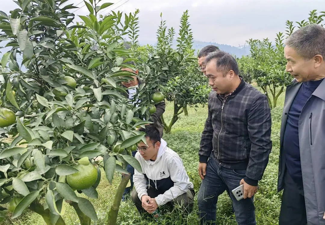 學生とオレンジの木をチェックする曹立先生（寫真右から2番目）。