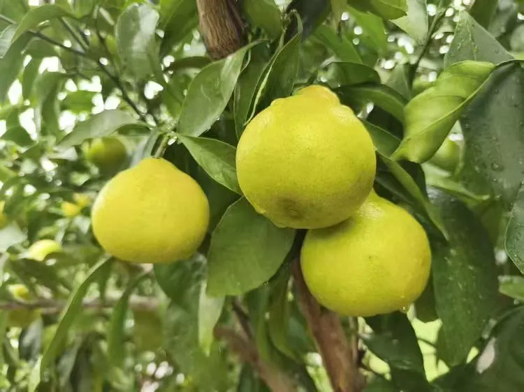 「陽光2號」。