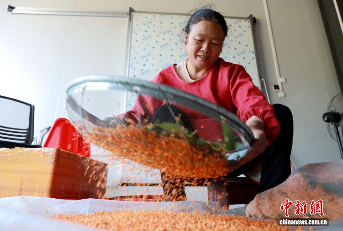 工場(chǎng)でキンモクセイを選別する作業(yè)員（撮影?龔普康）。