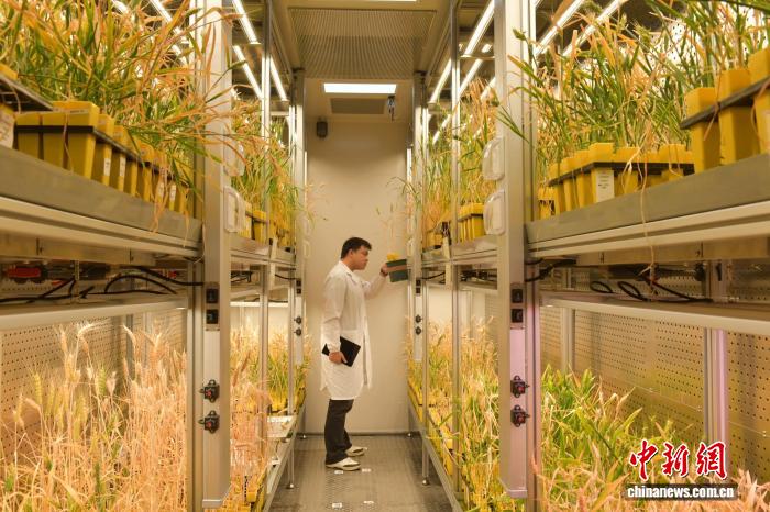 全工程スマート育種ロボット「小?！工虬k表　安徽省