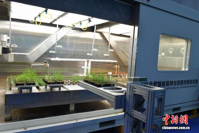 全工程スマート育種ロボット「小?！工虬k表　安徽省