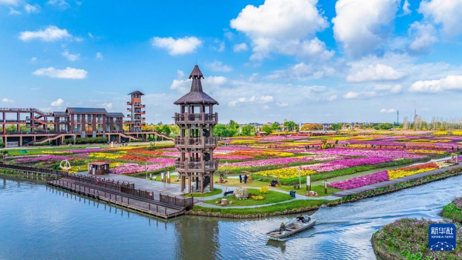 江蘇省興化市の千垜景勝地で、菊を鑑賞しながら散策する観光客（11月2日、ドローンによる撮影?周社根）。