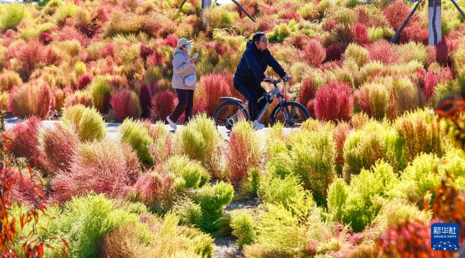 中國各地、華やぎを増す秋景色