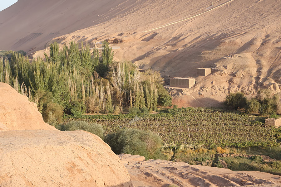 オアシスのぶどう畑