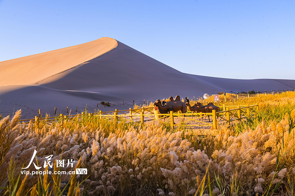 観光客を魅了する秋の砂漠　甘粛省敦煌