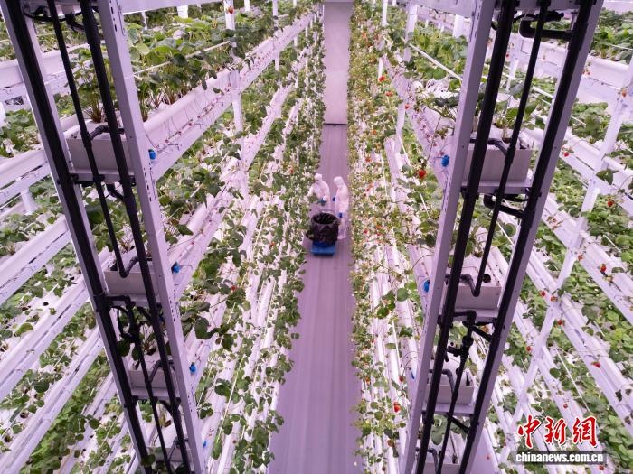 成都市溫江區(qū)にある西南地域最大規(guī)模の立體栽培型スマートイチゴ工場。撮影?張浪