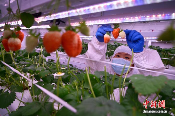11月4日、成都市溫江區(qū)の中農(nóng)?スーパー植物工場でイチゴの管理作業(yè)を行うスタッフ。撮影?張浪