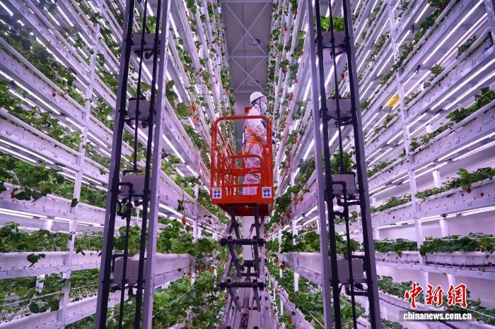 11月4日、垂直リフトを使ってイチゴの管理作業(yè)を行う工場スタッフ。撮影?張浪