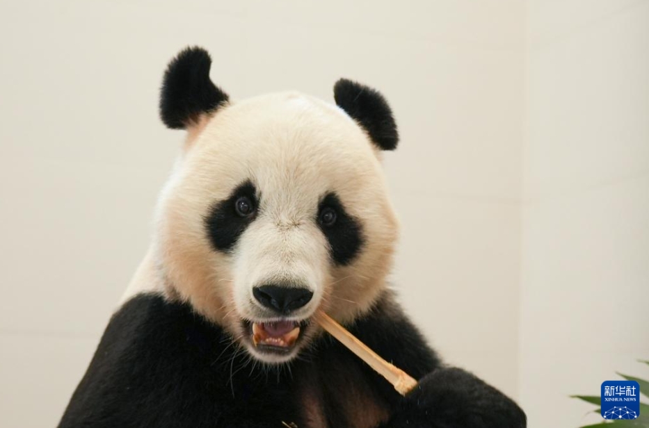 パンダ13頭が「新居」に引っ越し　四川省の綿陽(yáng)基地が完成