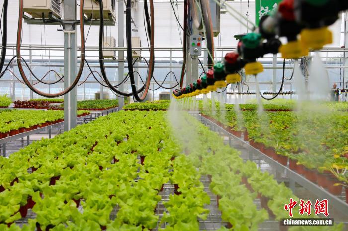 第8回北京?天津?河北野菜産業(yè)発展大會が市民の買い物かごを豊かに