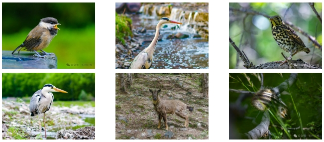 五臺山に生息する動物たち（撮影?楊國軍）。