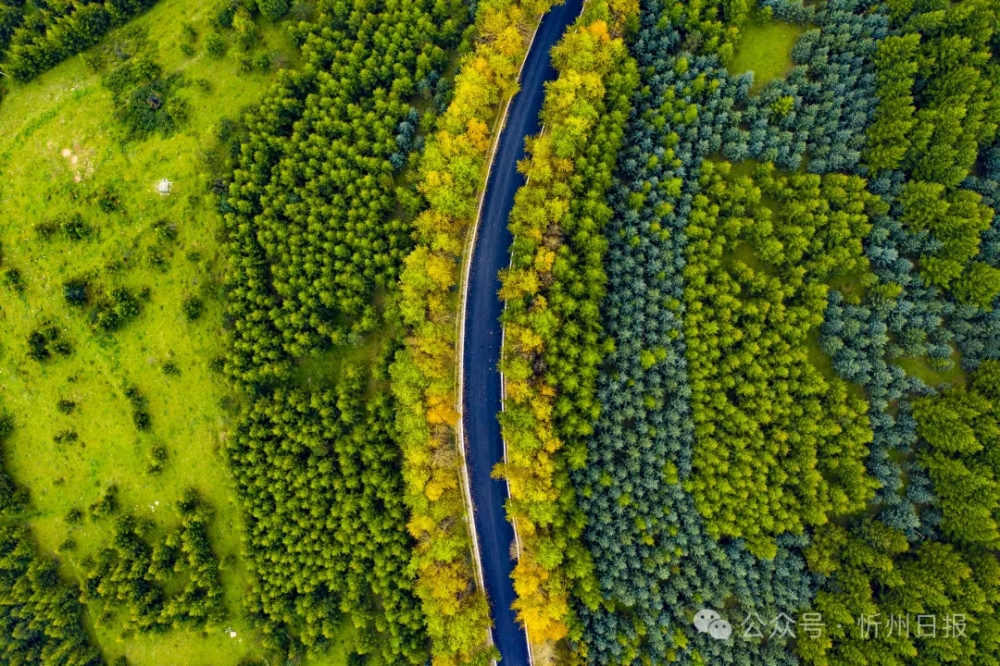 五臺山の森林の植生（撮影?楊國軍）。
