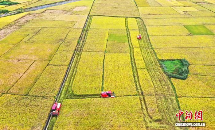 晩生稲の稲刈りスタート、機(jī)械化が豊作と増収を後押し　広西