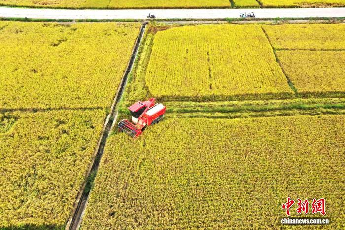 晩生稲の稲刈りスタート、機(jī)械化が豊作と増収を後押し　広西