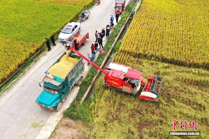 晩生稲の稲刈りスタート、機械化が豊作と増収を後押し　広西