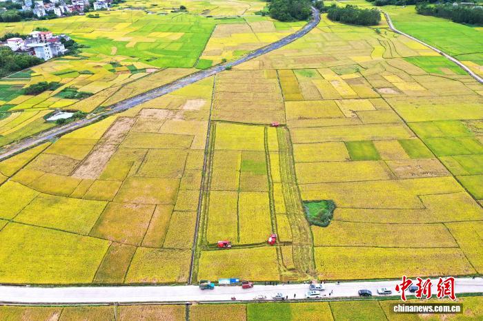 晩生稲の稲刈りスタート、機(jī)械化が豊作と増収を後押し　広西