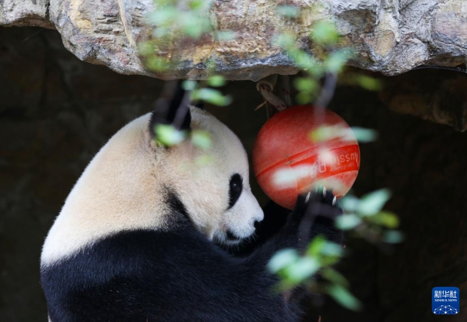 オーストラリアで飼育中のパンダ「星秋」と「怡蘭」