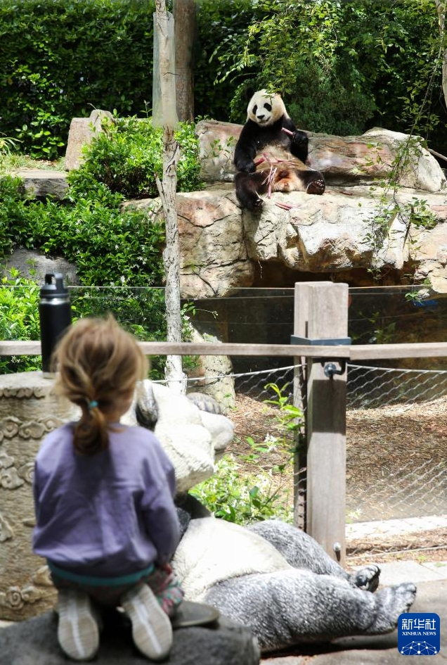 オーストラリアで飼育中のパンダ「星秋」と「怡蘭」