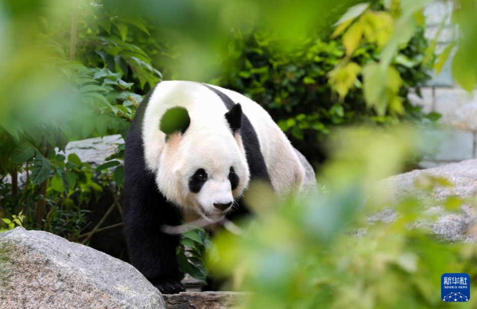 オーストラリアで飼育中のパンダ「星秋」と「怡蘭」