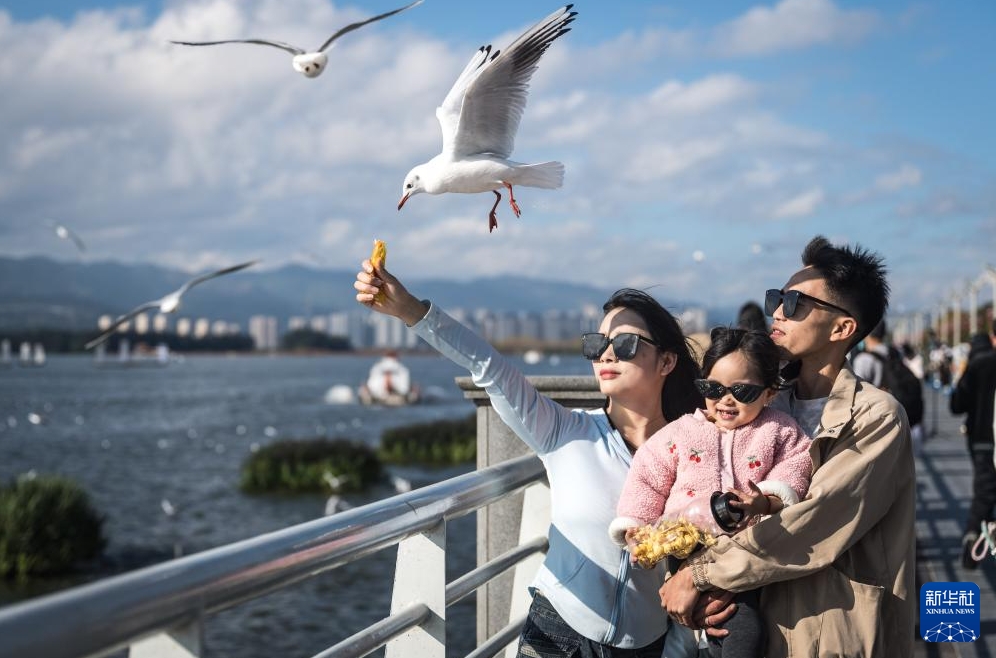 雲(yún)南省昆明市の海埂大壩で、ユリカモメに餌をやる観光客（11月10日撮影?王冠森）。