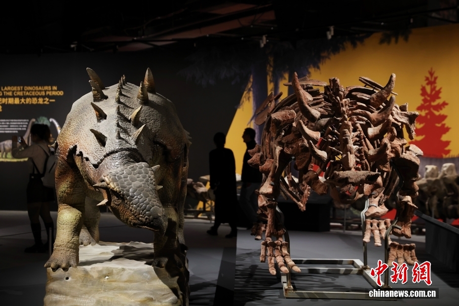 恐竜の化石特別展が開幕　北京