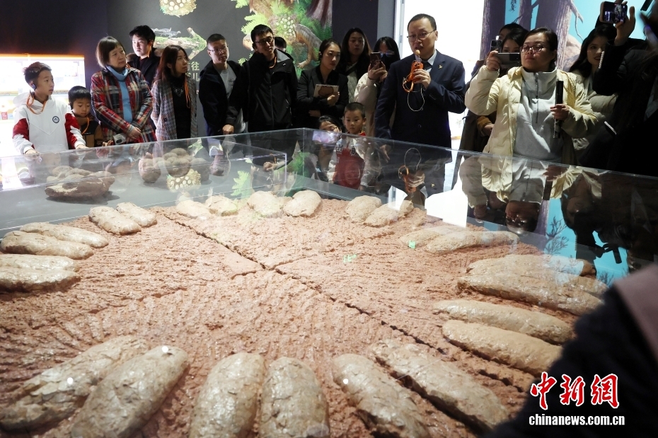 恐竜の化石特別展が開幕　北京