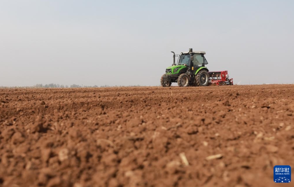 河南省焦作市溫県の黃河灘區(qū)で、農(nóng)機(jī)を運(yùn)転して小麥を播種する農(nóng)民（11月11日撮影?黃福興）。