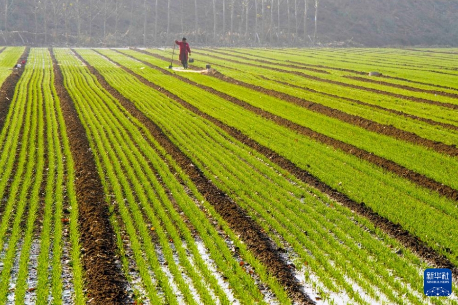 中國全土における冬小麥の播種が約7割完了